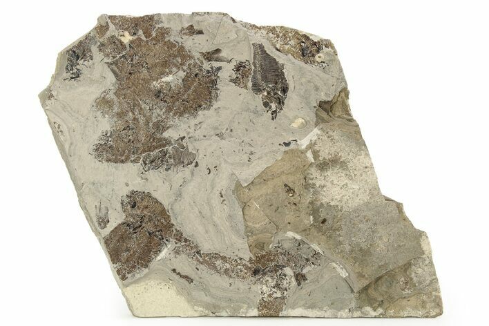 Unprepped Fossil Fish Mortality Plate - Wyoming #257210